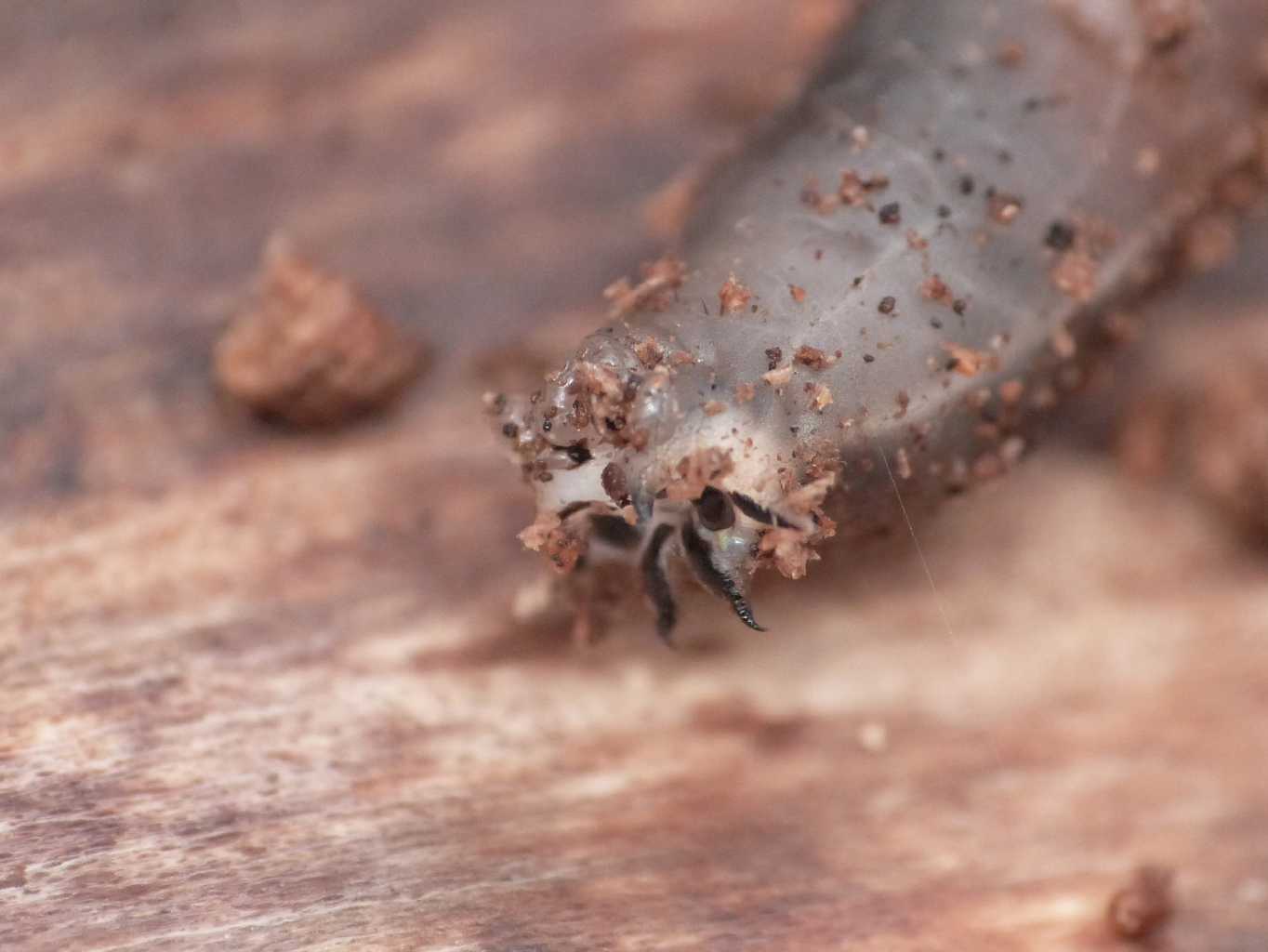 Larva nel legno: Tanyptera sp.?